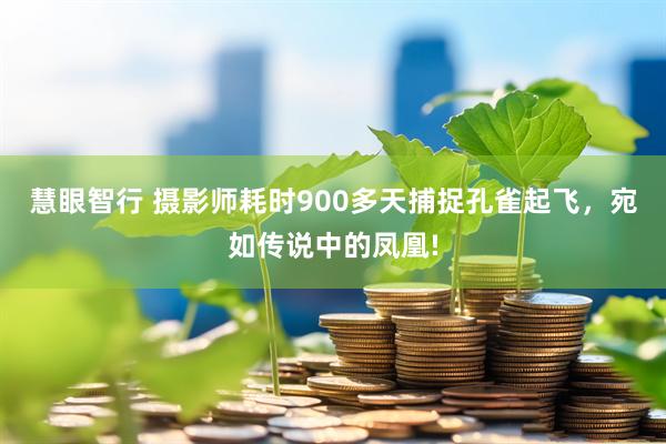 慧眼智行 摄影师耗时900多天捕捉孔雀起飞，宛如传说中的凤凰!